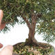 Outdoor-Bonsai - Chinesische Wacholder - Juniperus chinensis - 6/6