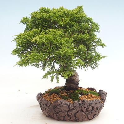 Bonsai im Freien - Juniperus chinensis Itoigawa-chinesischer Wacholder - 6