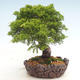 Bonsai im Freien - Juniperus chinensis Itoigawa-chinesischer Wacholder - 6/6