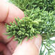 Bonsai im Freien - Juniperus chinensis - chinesischer Wacholder - 6/6