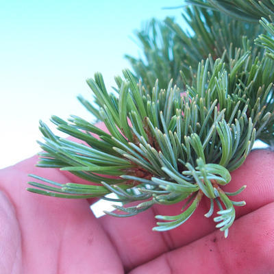 Outdoor-Bonsai -Borovice drobnokvětá - Pinus parviflora glauca - 6