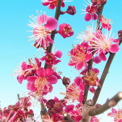 Outdoor-Bonsai-japanische Aprikose - Prunus Mume - 6