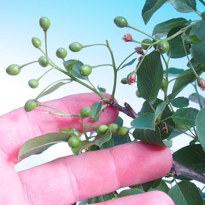 Outdoor-Bonsai -Mahalebka - Prunus mahaleb - 6
