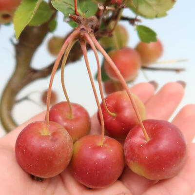Outdoor-Bonsai -Malus Halliana - fruited Apfel - 6