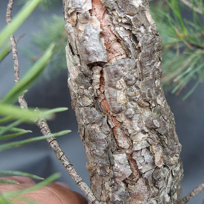 Borovoce Wald - Pinus sylvestris KA-12 - 6