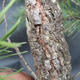 Borovoce Wald - Pinus sylvestris KA-12 - 6/6