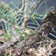 Borovoce Wald - Pinus sylvestris KA-13 - 6/6