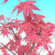 Bonsai im Freien - Maple palmatum DESHOJO - Japanischer Ahorn - 5/5