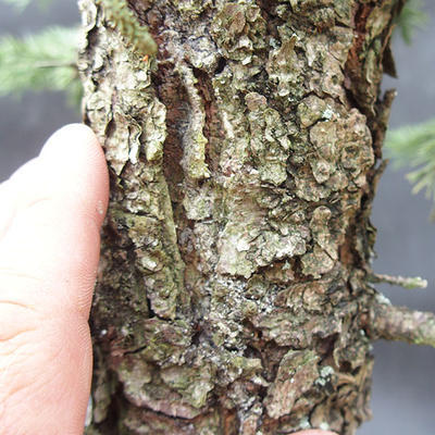 Fichte - Picea pungens NO-6 - 6