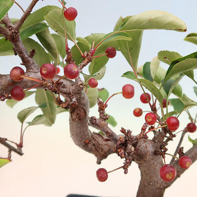 Freilandbonsai - Malus sargentii - Kleinfruchtiger Apfelbaum - 6