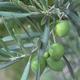 Indoor-Bonsai - Olea europaea sylvestris - Europäisches kleinblättriges Olivenöl - 5/5