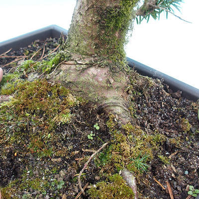 Yew - Taxus Bacata WO-11 - 6
