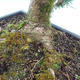 Yew - Taxus Bacata WO-11 - 6/6
