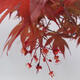 Bonsai im Freien - Acer palmatum Atropurpureum - Roter Palmahorn - 7/7