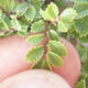 Outdoor-Bonsai - Ulmus parvifolia SAIGEN - Kleinblättrige Ulme - 7/7
