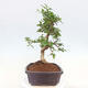 Indoor bonsai - Carmona macrophylla - Fuki tea - 7/7