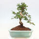 Indoor bonsai - Carmona macrophylla - Fuki tea - 7/7