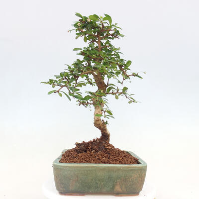 Indoor bonsai - Carmona macrophylla - Fuki tea - 7