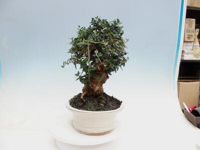 Indoor-Bonsai - Olea europaea sylvestris - Europäisches kleinblättriges Olivenöl - 7