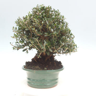 Indoor-Bonsai - Olea europaea sylvestris - Europäisches kleinblättriges Olivenöl - 7