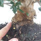 Indoor-Bonsai - Olea europaea sylvestris - Europäisches kleinblättriges Olivenöl - 7/7