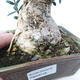 Indoor-Bonsai - Olea europaea sylvestris - Europäisches kleinblättriges Olivenöl - 7/7
