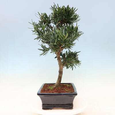 Zimmerbonsai - Podocarpus - Steintausend - 7