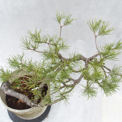 Outdoor-Bonsai Wald -Borovice - Pinus sylvestris - 7