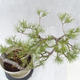 Outdoor-Bonsai Wald -Borovice - Pinus sylvestris - 7/7