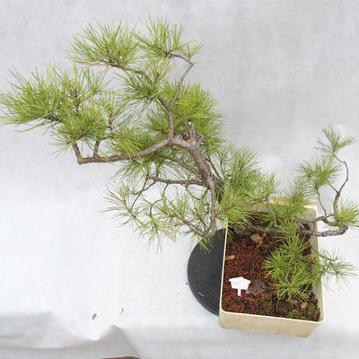 Outdoor-Bonsai Wald -Borovice - Pinus sylvestris - 7