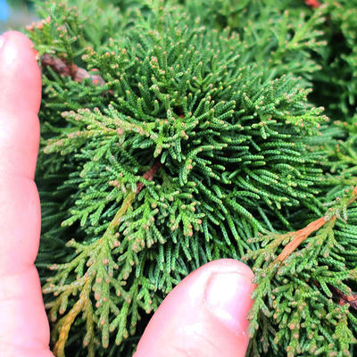 Yamadori Juniperus chinensis - Wacholder - 7