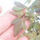 Shohin - Ahorn-Acer burgerianum auf Felsen - 6/6