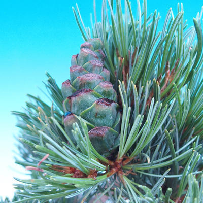 Outdoor-Bonsai -Borovice drobnokvětá - Pinus parviflora glauca - 7