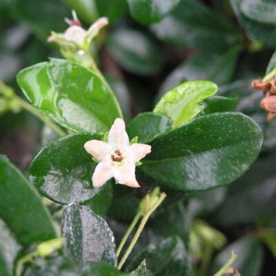 Zimmerbonsai mit Untertasse - Carmona macrophylla - Fuki-Tee - 7