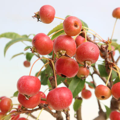 Outdoor-Bonsai -Malus Halliana - fruited Apfel - 7