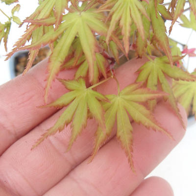 Shohin - Ahorn-Acer palmatum - 7