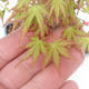 Shohin - Ahorn-Acer palmatum - 6/6