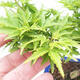 Bonsai im Freien - Acer palmatum Shishigashira - 4/4