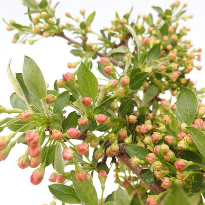 Freilandbonsai - Malus sargentii - Kleinfruchtiger Apfelbaum - 7