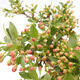 Freilandbonsai - Malus sargentii - Kleinfruchtiger Apfelbaum - 7/7