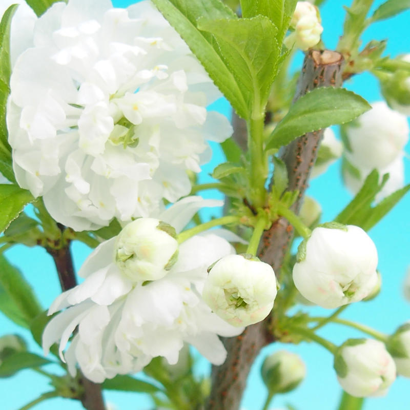 e-Bonsai - Outdoor-Bonsai - Japanische Kirschblüte